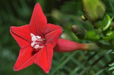 Ipomoea quamoclit